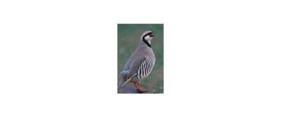 A bird with a red beak standing on top of grass.