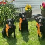 Three black puppies sitting on grass with orange ribbons around their necks.